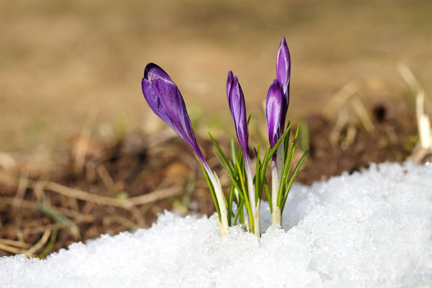 Frühlings-Specials im Gambswirt – wenn die letzten Wintertage gezählt sind und die Natur zu neuem Leben erwacht